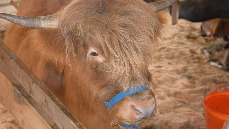 A cow with horns and a fluffy head of light brown fur and a light blue strap around its snout area